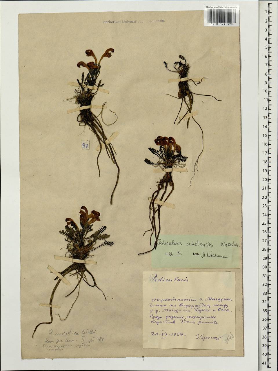 Pedicularis ochotensis A. Khokhr., Siberia, Chukotka & Kamchatka (S7) (Russia)