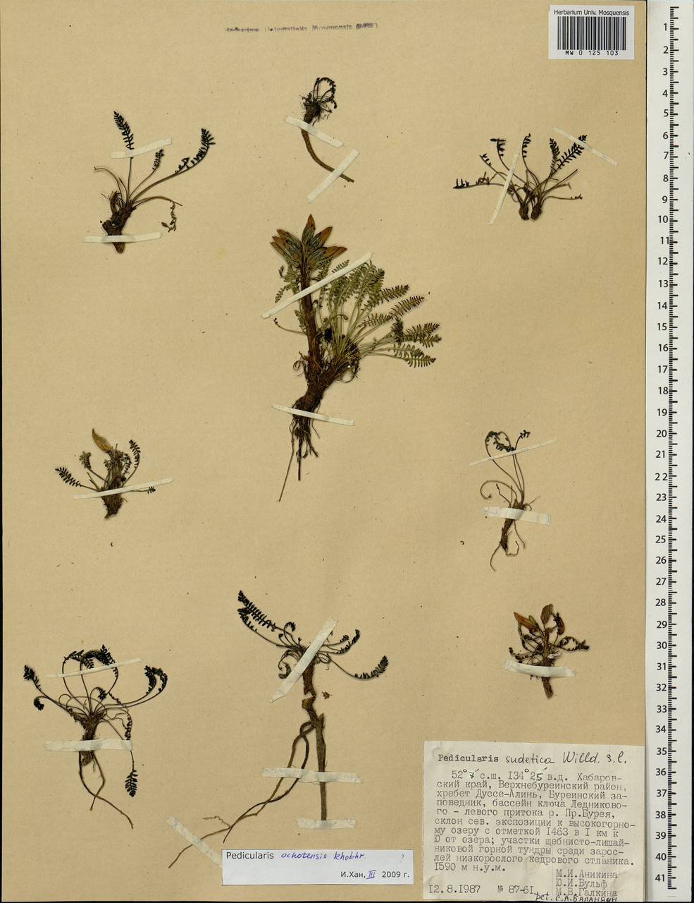 Pedicularis ochotensis A. Khokhr., Siberia, Russian Far East (S6) (Russia)