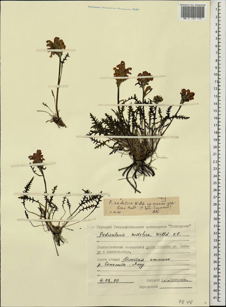 Pedicularis novaiae-zemliae (Hultén) Kozhevn., Siberia, Central Siberia (S3) (Russia)