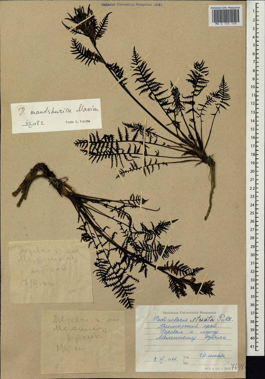 Pedicularis mandshurica Maxim., Siberia, Russian Far East (S6) (Russia)