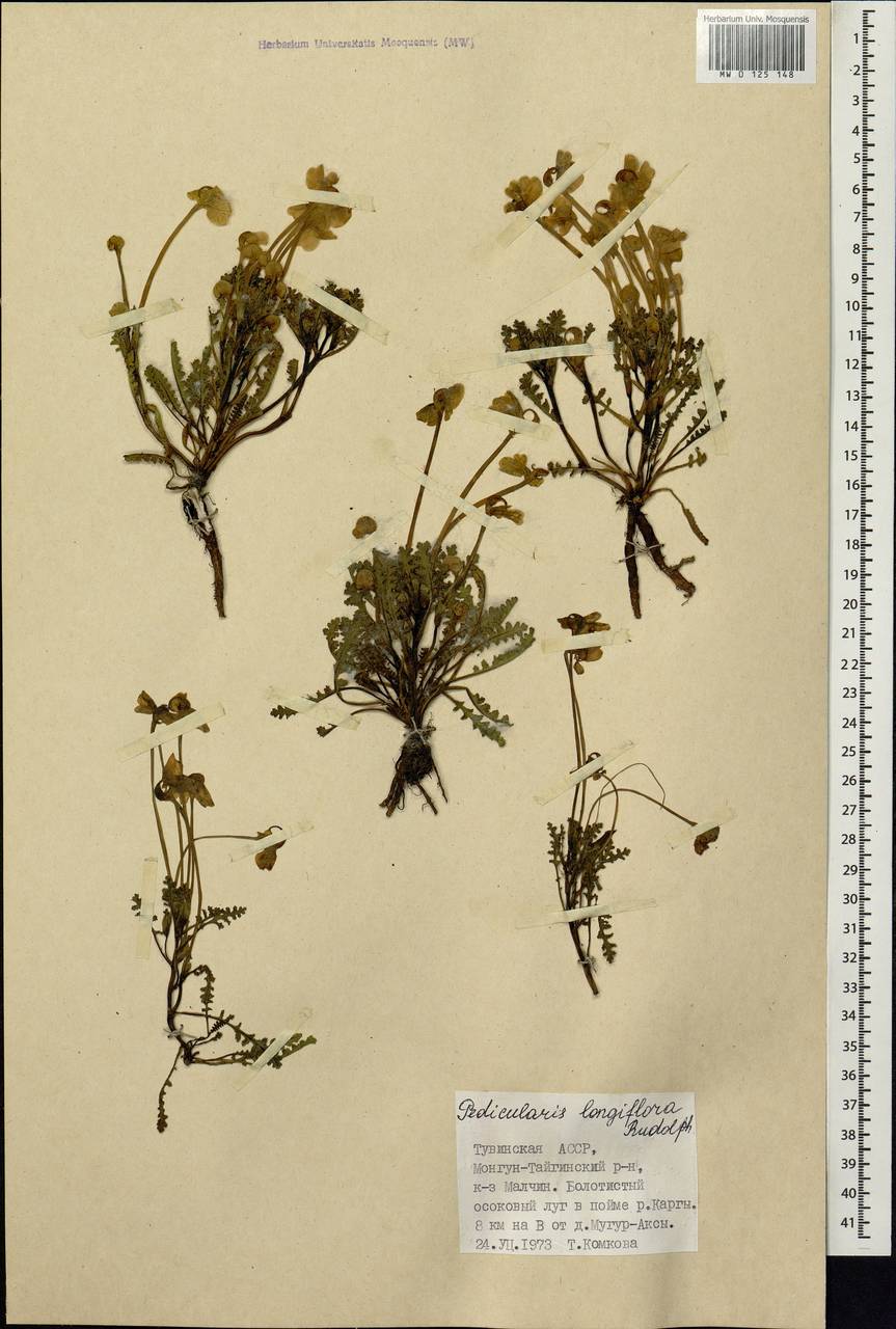 Pedicularis longiflora Rudolph, Siberia, Altai & Sayany Mountains (S2) (Russia)