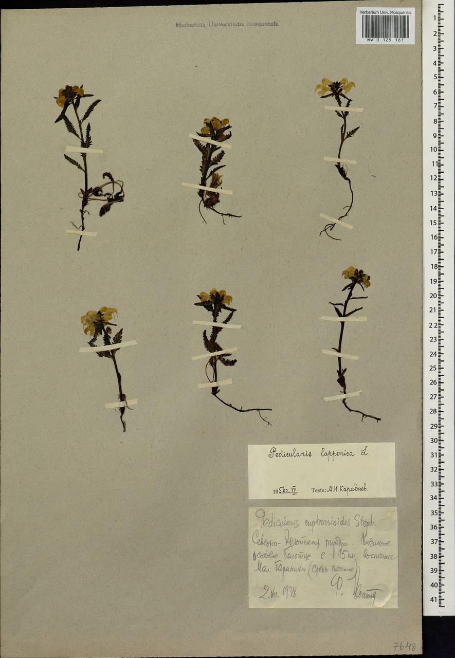 Pedicularis lapponica L., Siberia, Chukotka & Kamchatka (S7) (Russia)