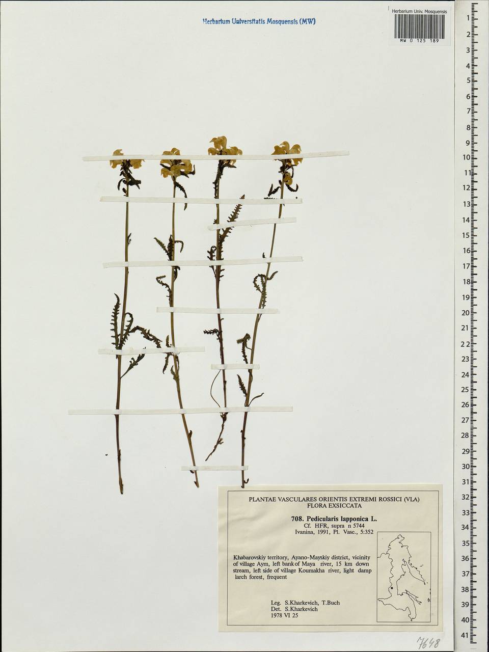 Pedicularis lapponica L., Siberia, Russian Far East (S6) (Russia)