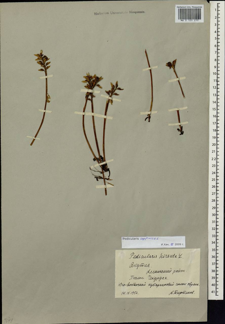 Pedicularis lapponica L., Siberia, Yakutia (S5) (Russia)