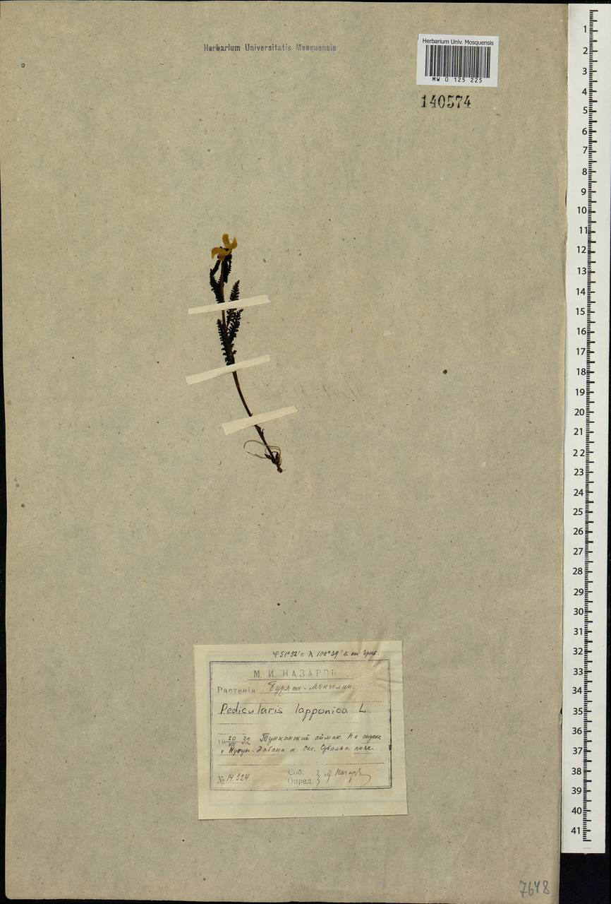 Pedicularis lapponica L., Siberia, Baikal & Transbaikal region (S4) (Russia)