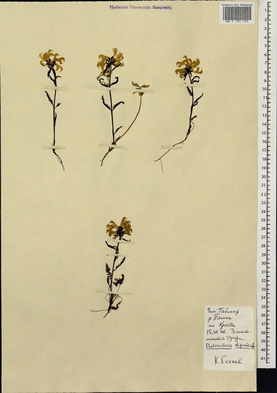 Pedicularis lapponica L., Siberia, Central Siberia (S3) (Russia)