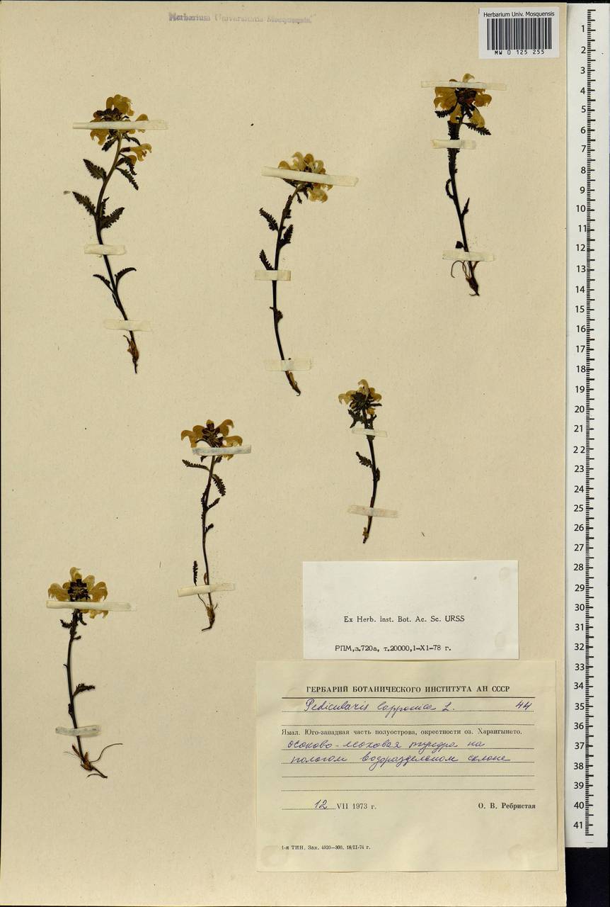Pedicularis lapponica L., Siberia, Western Siberia (S1) (Russia)