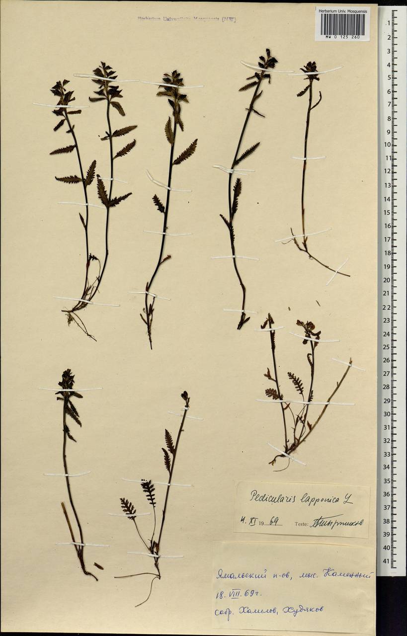 Pedicularis lapponica L., Siberia, Western Siberia (S1) (Russia)