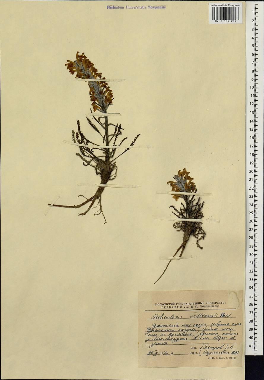 Pedicularis lanata Willd. ex Cham. & Schltdl., Siberia, Chukotka & Kamchatka (S7) (Russia)