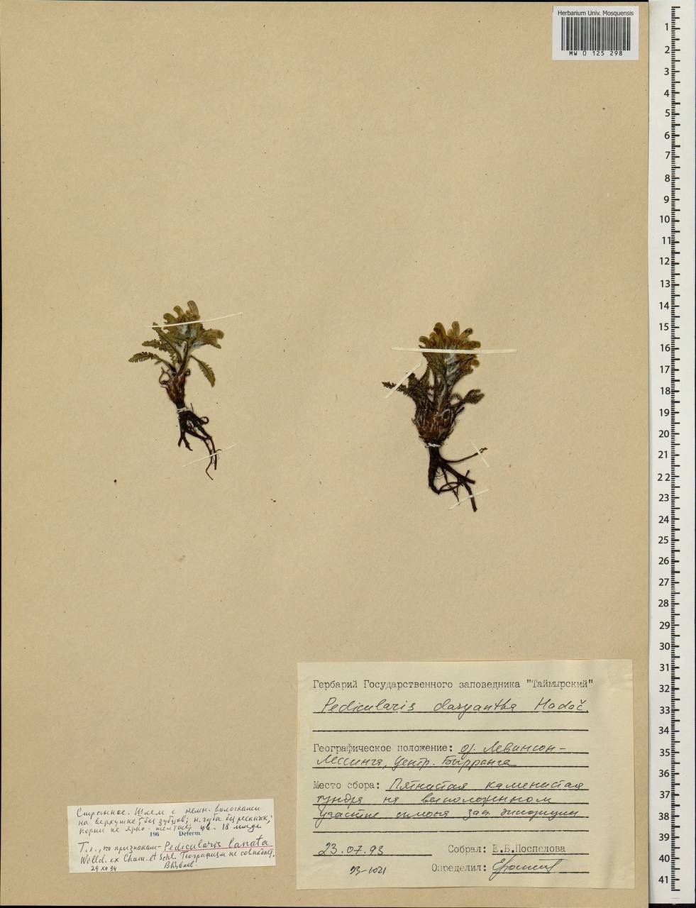 Pedicularis lanata Willd. ex Cham. & Schltdl., Siberia, Central Siberia (S3) (Russia)