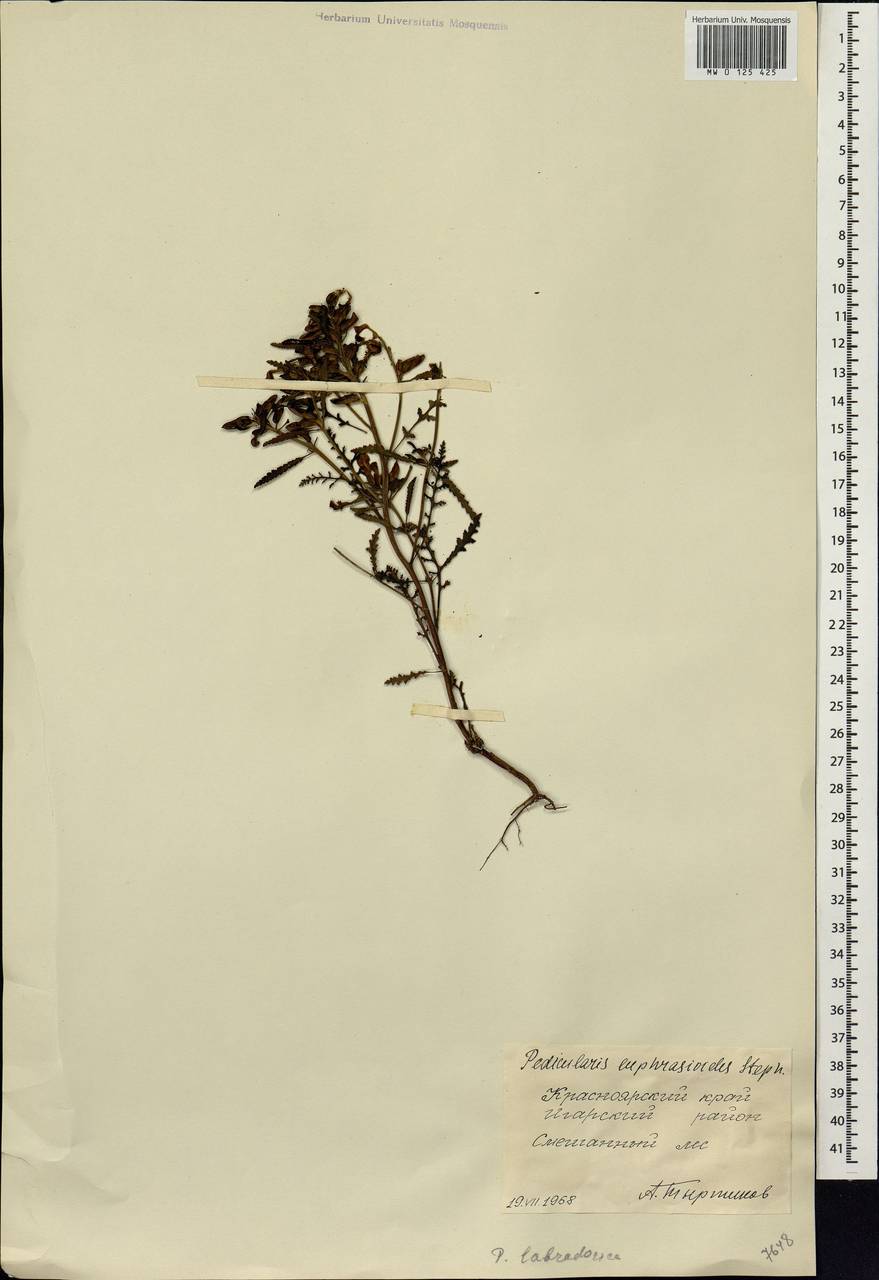 Pedicularis labradorica Wirsing, Siberia, Central Siberia (S3) (Russia)