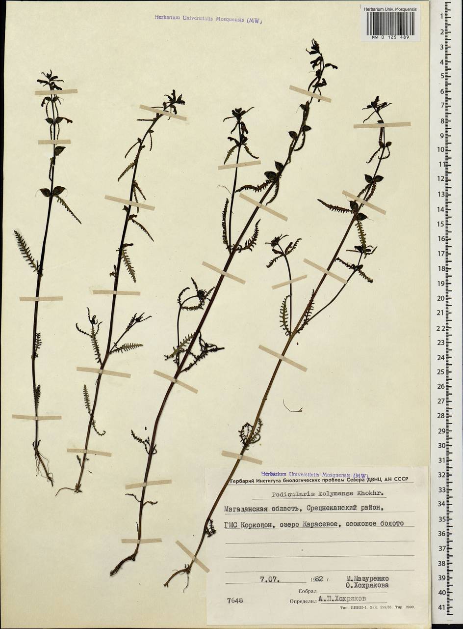 Pedicularis kolymensis A.P. Khokhryakov, Siberia, Chukotka & Kamchatka (S7) (Russia)