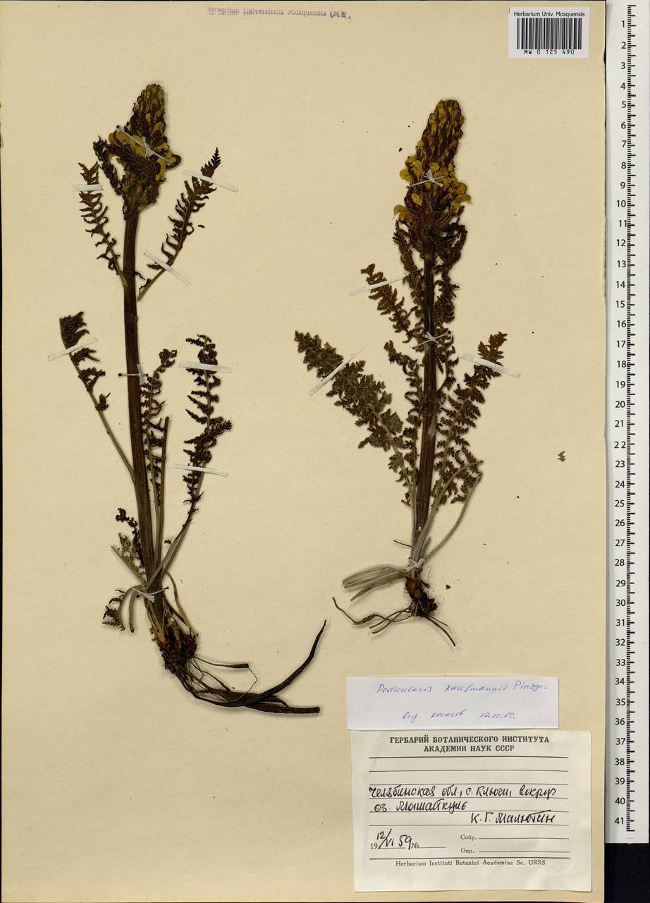 Pedicularis kaufmannii Pinzger, Eastern Europe, Eastern region (E10) (Russia)