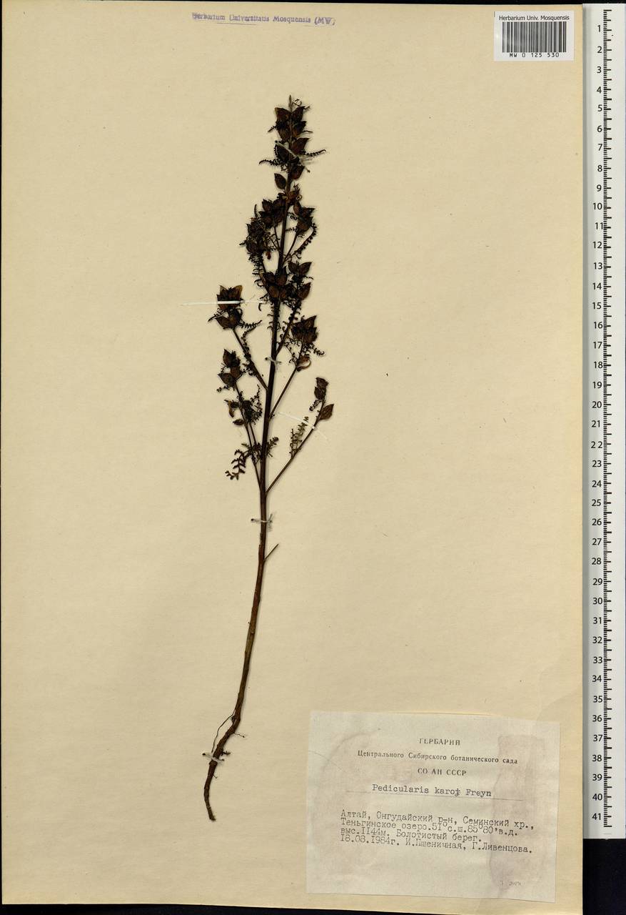 Pedicularis karoi Freyn, Siberia, Altai & Sayany Mountains (S2) (Russia)