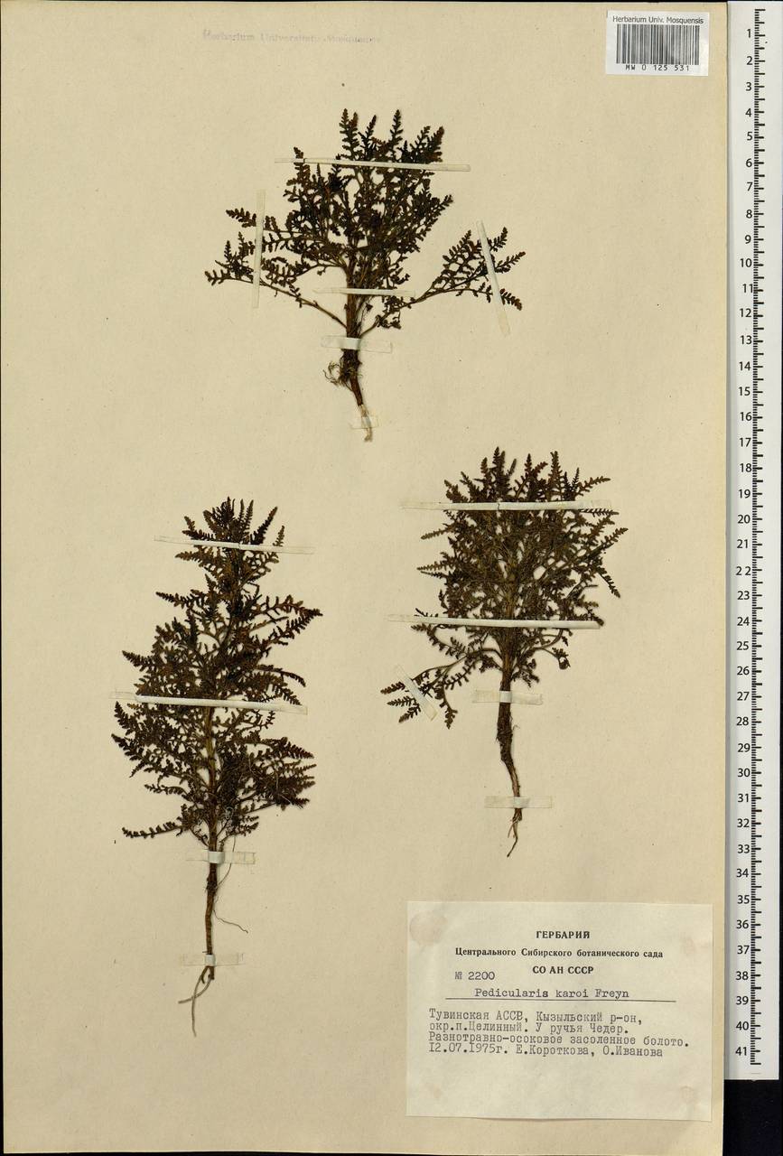 Pedicularis palustris subsp. karoi (Freyn) Tsoong, Siberia, Altai & Sayany Mountains (S2) (Russia)