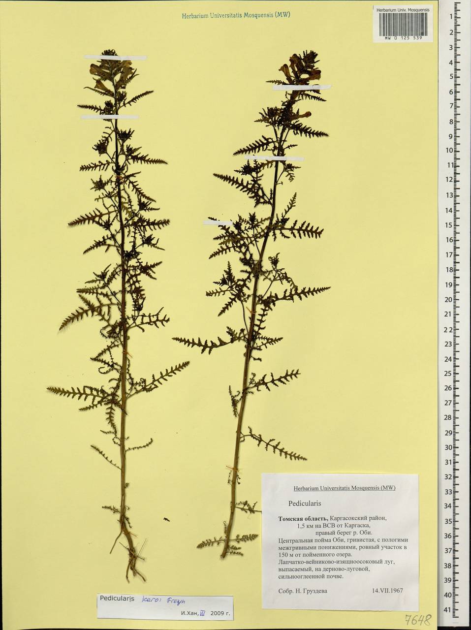 Pedicularis palustris subsp. karoi (Freyn) Tsoong, Siberia, Western Siberia (S1) (Russia)