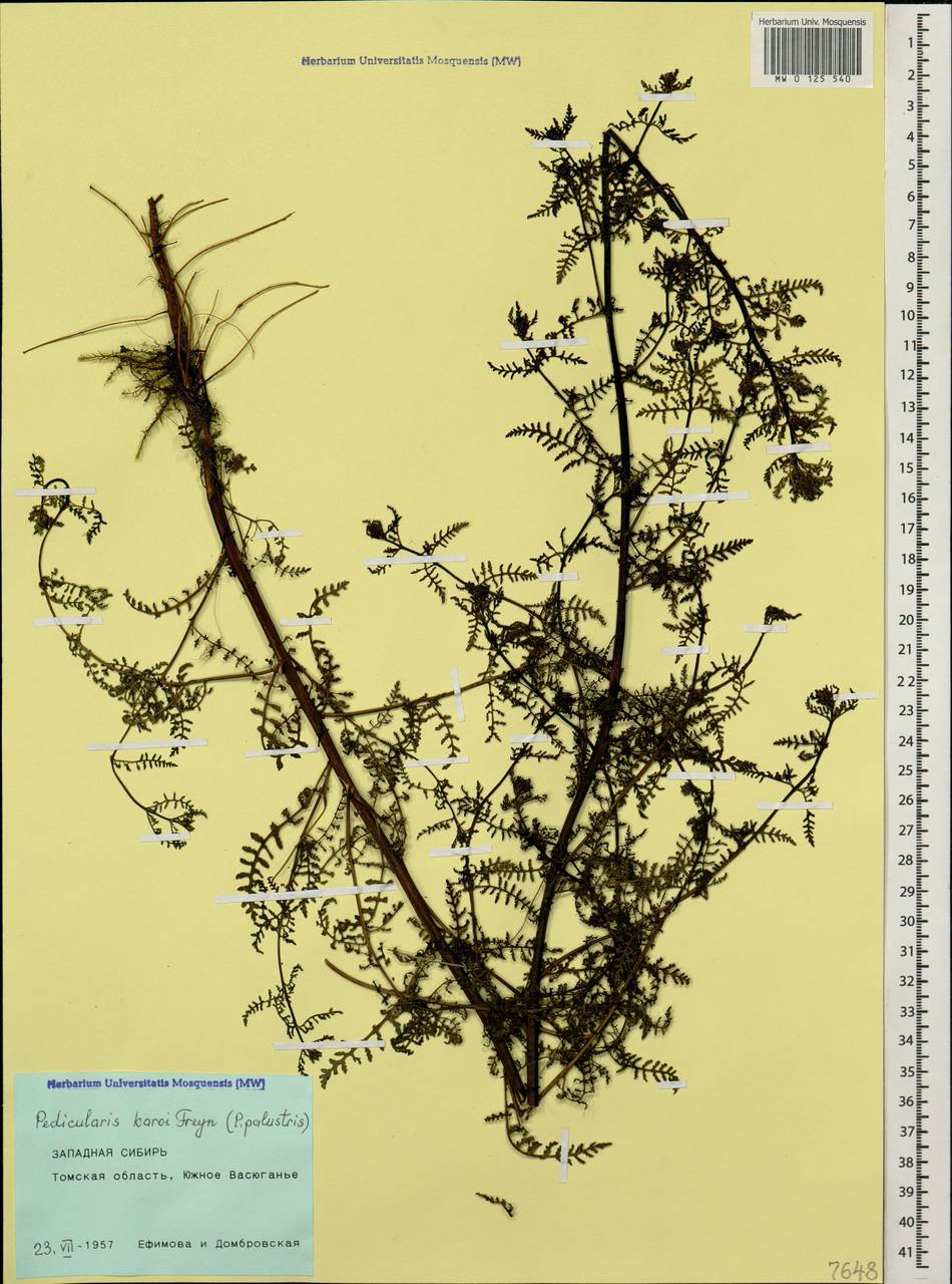 Pedicularis palustris subsp. karoi (Freyn) Tsoong, Siberia, Western Siberia (S1) (Russia)