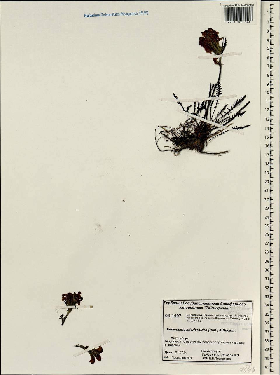 Pedicularis interior (Hultén) Molau & D. F. Murray, Siberia, Central Siberia (S3) (Russia)