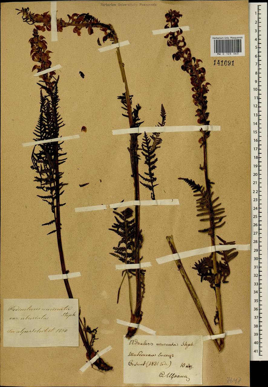 Pedicularis incarnata L., Siberia, Baikal & Transbaikal region (S4) (Russia)