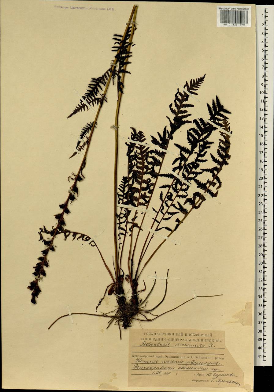 Pedicularis incarnata L., Siberia, Central Siberia (S3) (Russia)