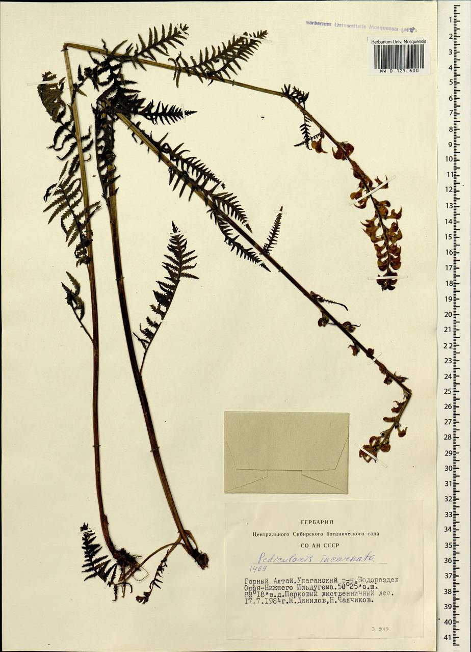 Pedicularis incarnata L., Siberia, Altai & Sayany Mountains (S2) (Russia)