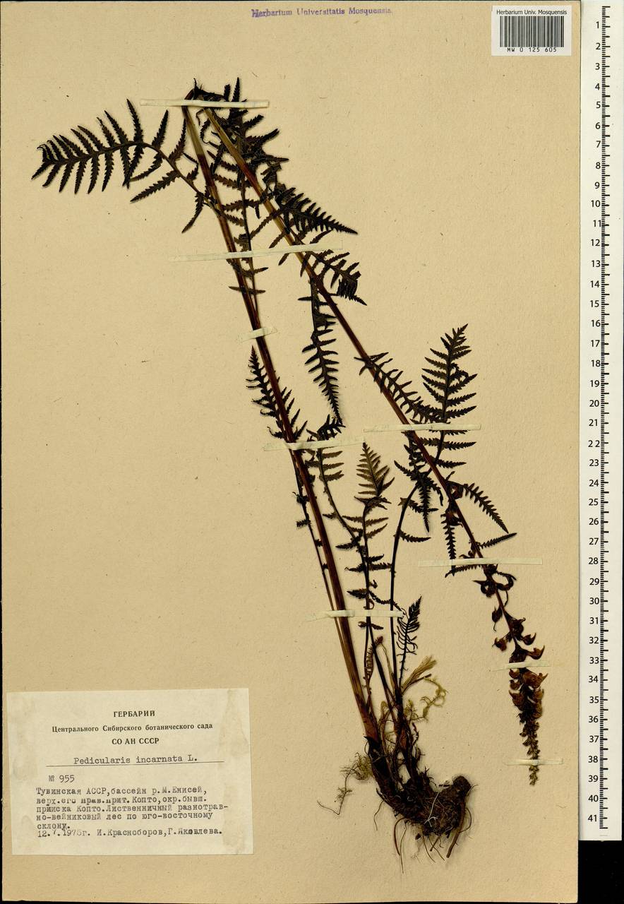 Pedicularis incarnata L., Siberia, Altai & Sayany Mountains (S2) (Russia)