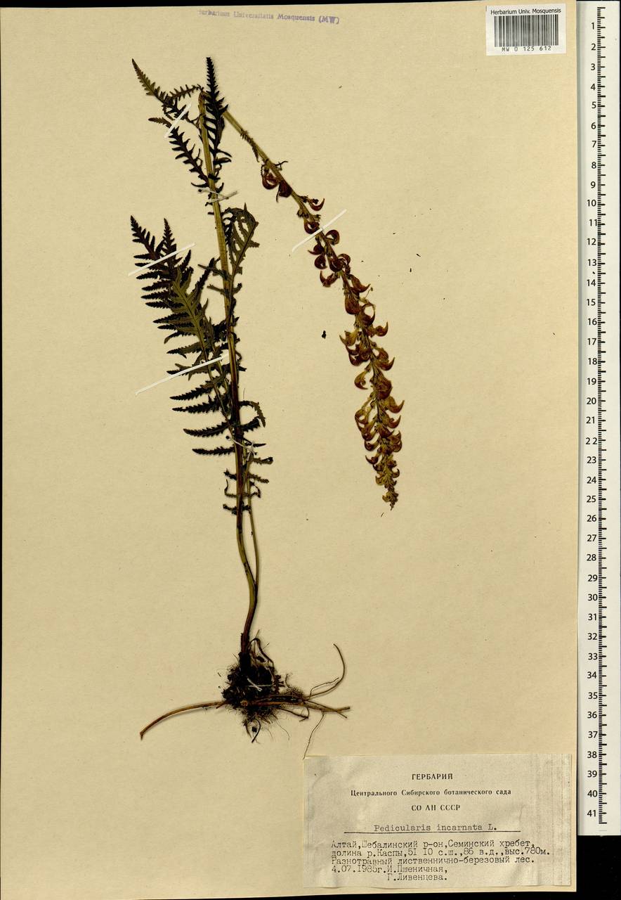 Pedicularis incarnata L., Siberia, Altai & Sayany Mountains (S2) (Russia)