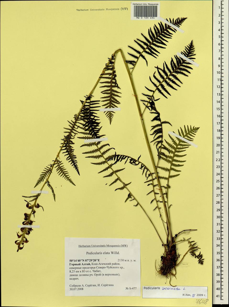 Pedicularis incarnata L., Siberia, Altai & Sayany Mountains (S2) (Russia)