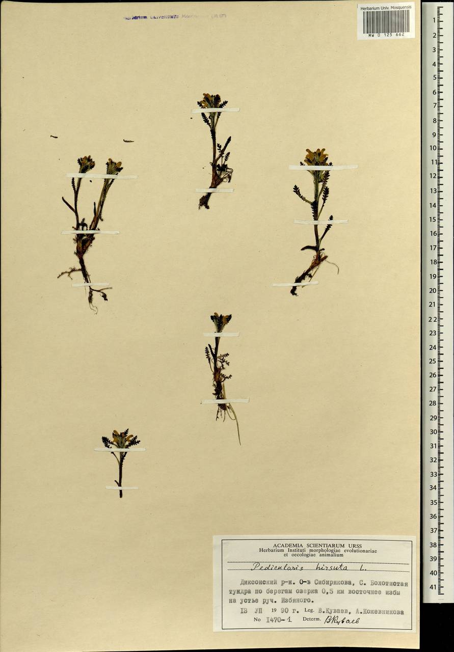 Pedicularis hirsuta L., Siberia, Central Siberia (S3) (Russia)