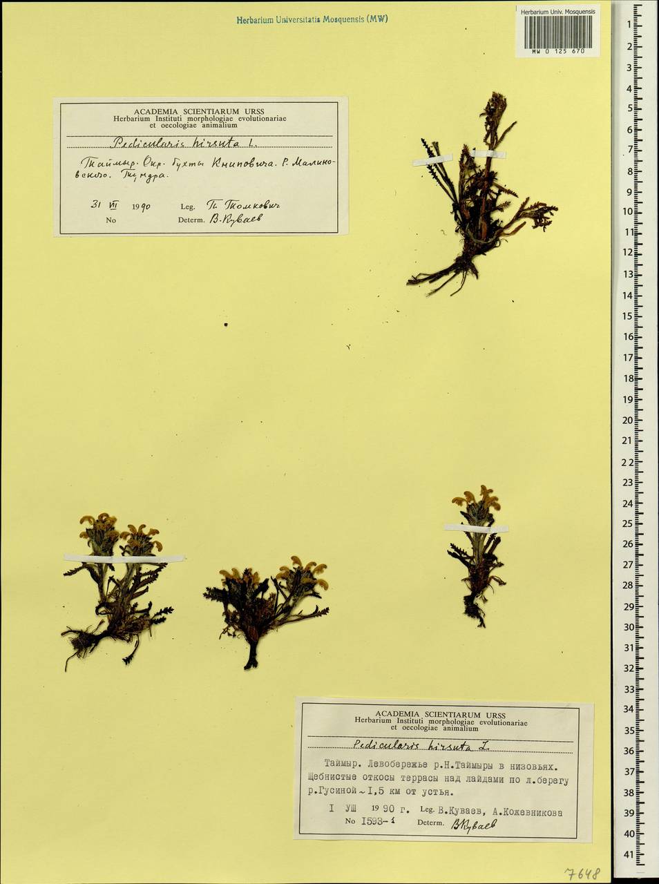Pedicularis hirsuta L., Siberia, Central Siberia (S3) (Russia)