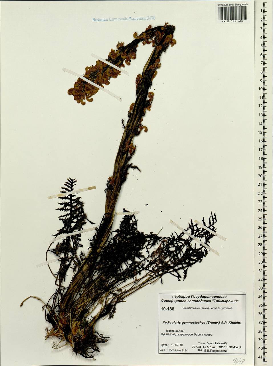 Pedicularis gymnostachya (Trautv.) Khokhr., Siberia, Central Siberia (S3) (Russia)