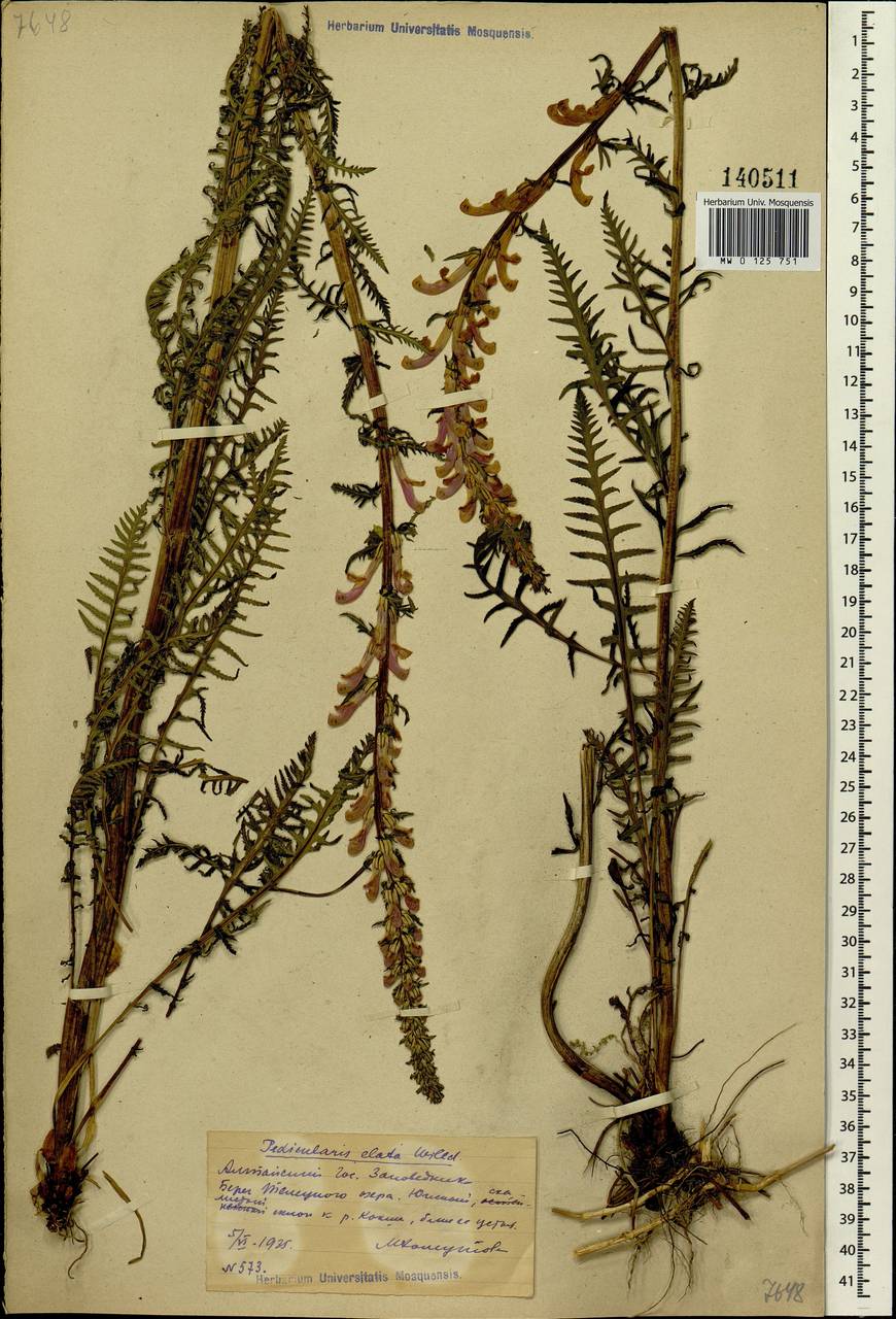 Pedicularis elata Willd., Siberia, Altai & Sayany Mountains (S2) (Russia)