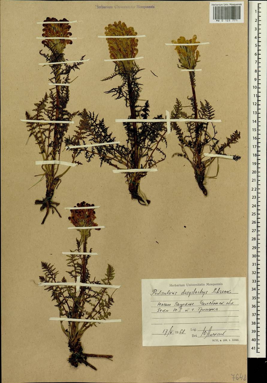 Pedicularis dasystachys Schrenk, Eastern Europe, Eastern region (E10) (Russia)