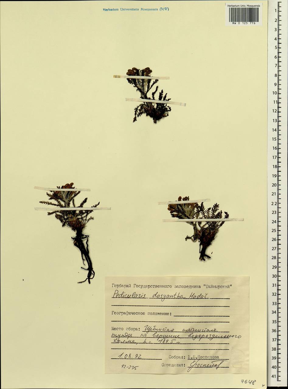 Pedicularis lanata subsp. dasyantha (Hadac) Hultén, Siberia, Central Siberia (S3) (Russia)