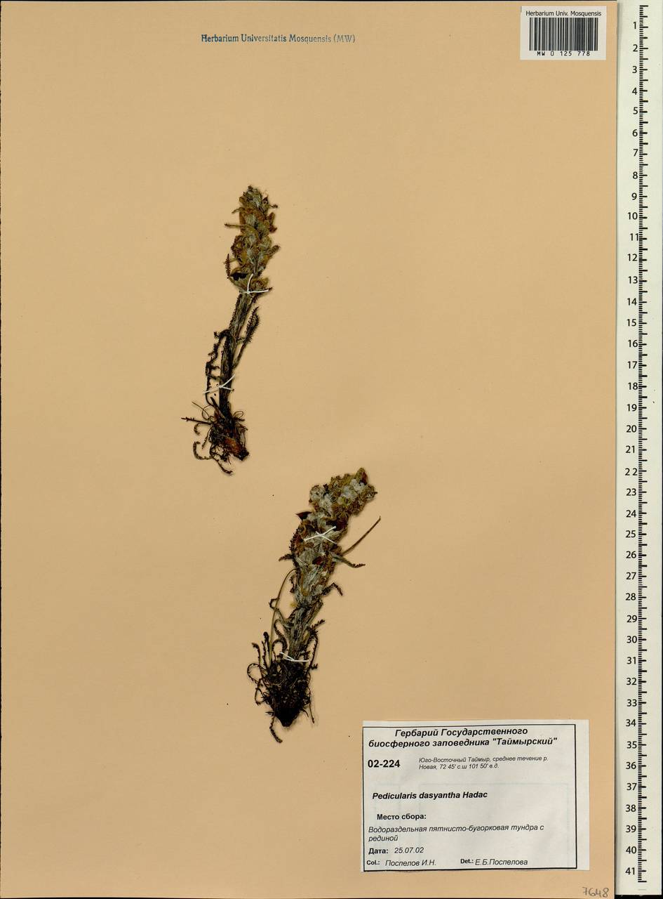 Pedicularis lanata subsp. dasyantha (Hadac) Hultén, Siberia, Central Siberia (S3) (Russia)