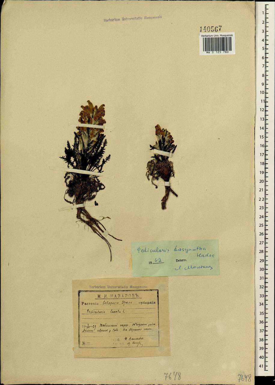Pedicularis lanata subsp. dasyantha (Hadac) Hultén, Siberia, Western Siberia (S1) (Russia)