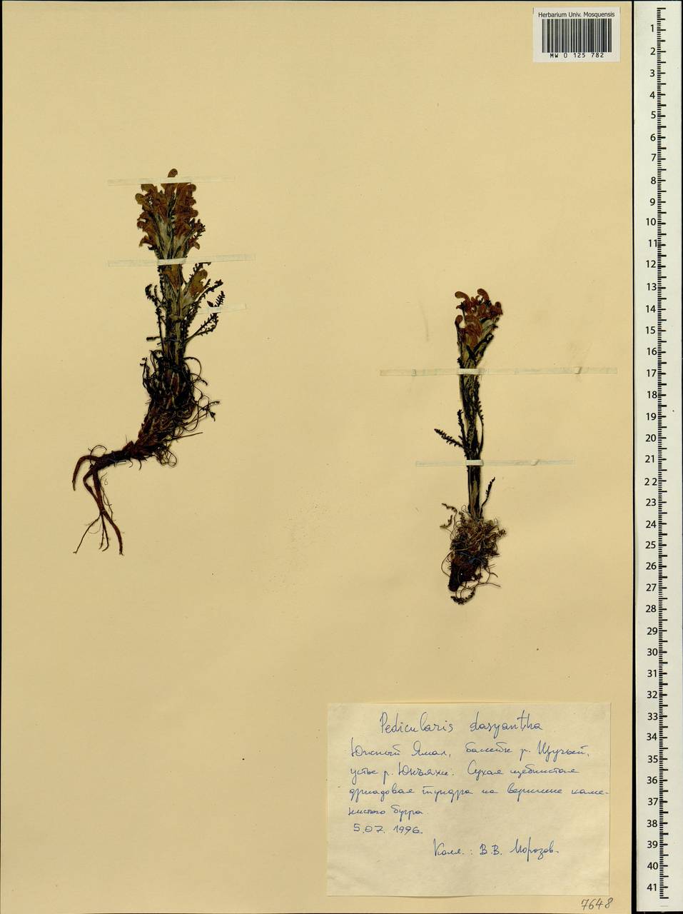 Pedicularis lanata subsp. dasyantha (Hadac) Hultén, Siberia, Western Siberia (S1) (Russia)