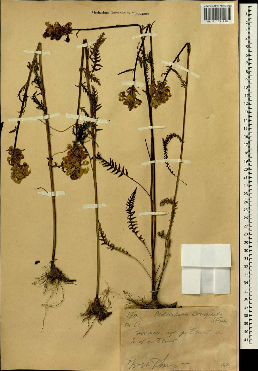 Pedicularis compacta Stephan ex Willd., Siberia, Western (Kazakhstan) Altai Mountains (S2a) (Kazakhstan)