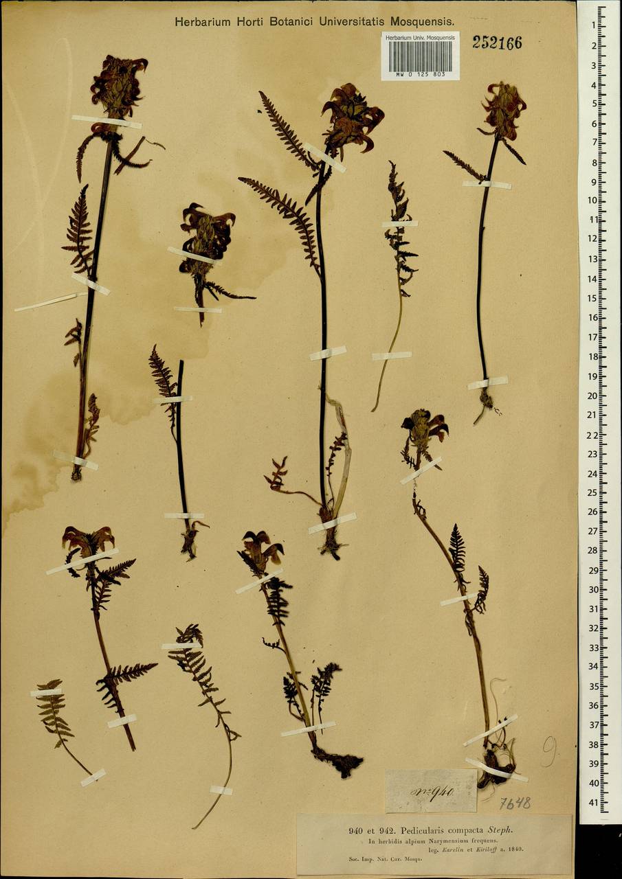 Pedicularis compacta Stephan ex Willd., Siberia, Western (Kazakhstan) Altai Mountains (S2a) (Kazakhstan)