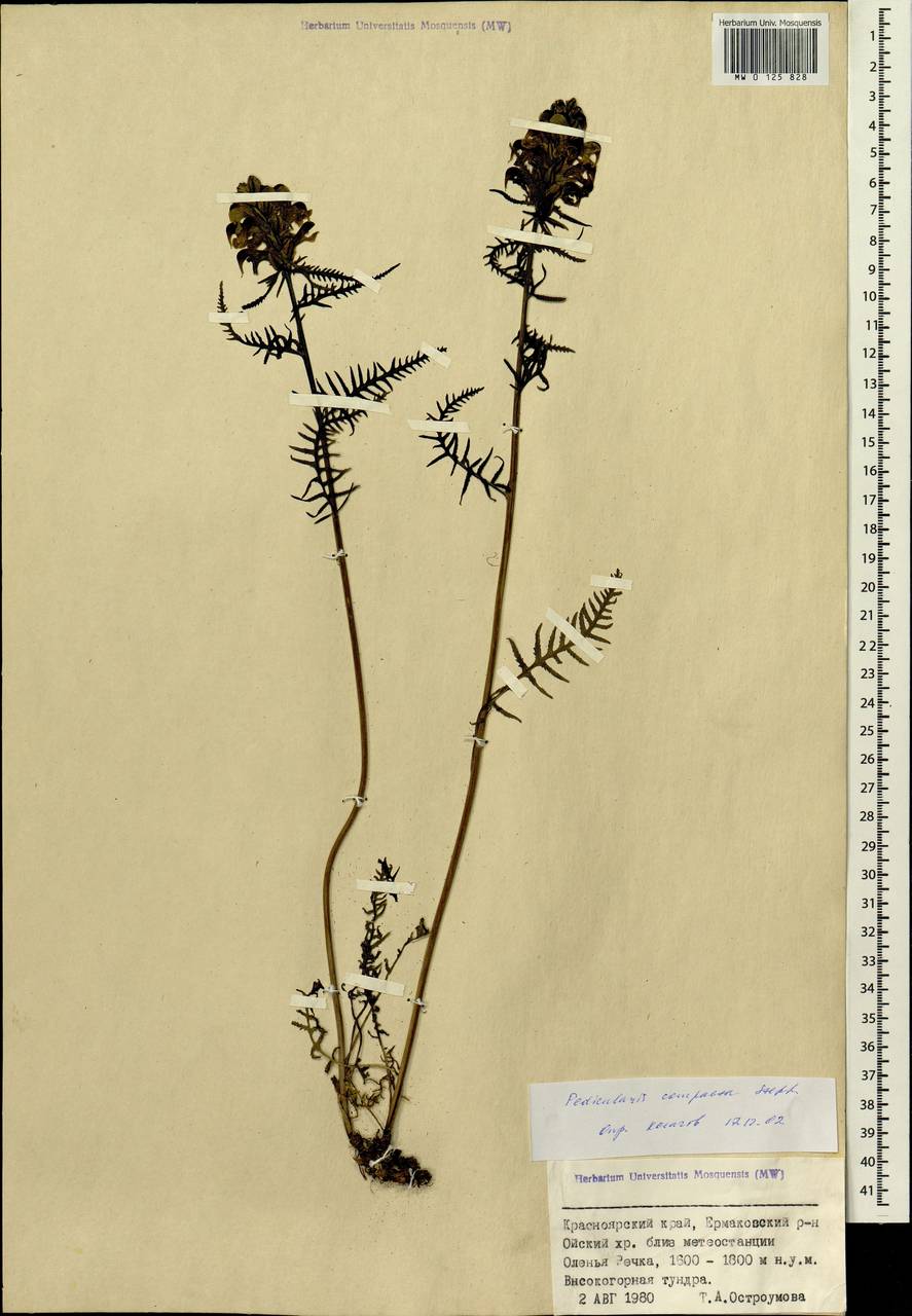 Pedicularis compacta Stephan ex Willd., Siberia, Altai & Sayany Mountains (S2) (Russia)