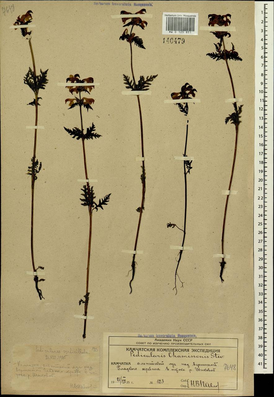 Pedicularis chamissonis Stev., Siberia, Chukotka & Kamchatka (S7) (Russia)