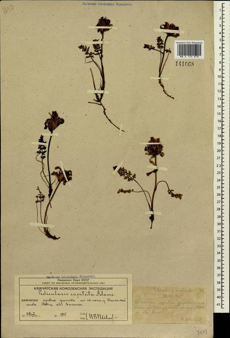 Pedicularis capitata Adams., Siberia, Chukotka & Kamchatka (S7) (Russia)