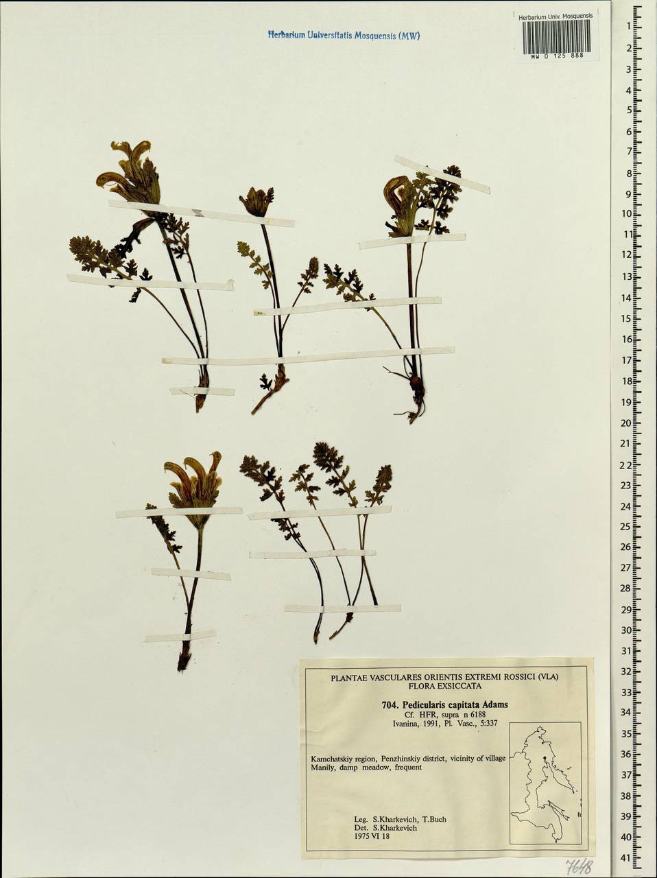 Pedicularis capitata Adams., Siberia, Chukotka & Kamchatka (S7) (Russia)
