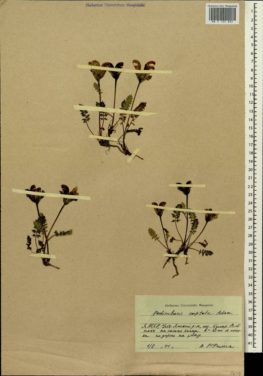 Pedicularis capitata Adams., Siberia, Yakutia (S5) (Russia)