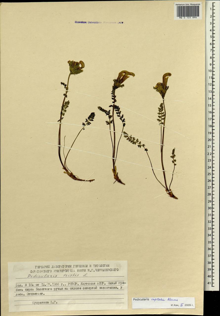 Pedicularis capitata Adams., Siberia, Yakutia (S5) (Russia)