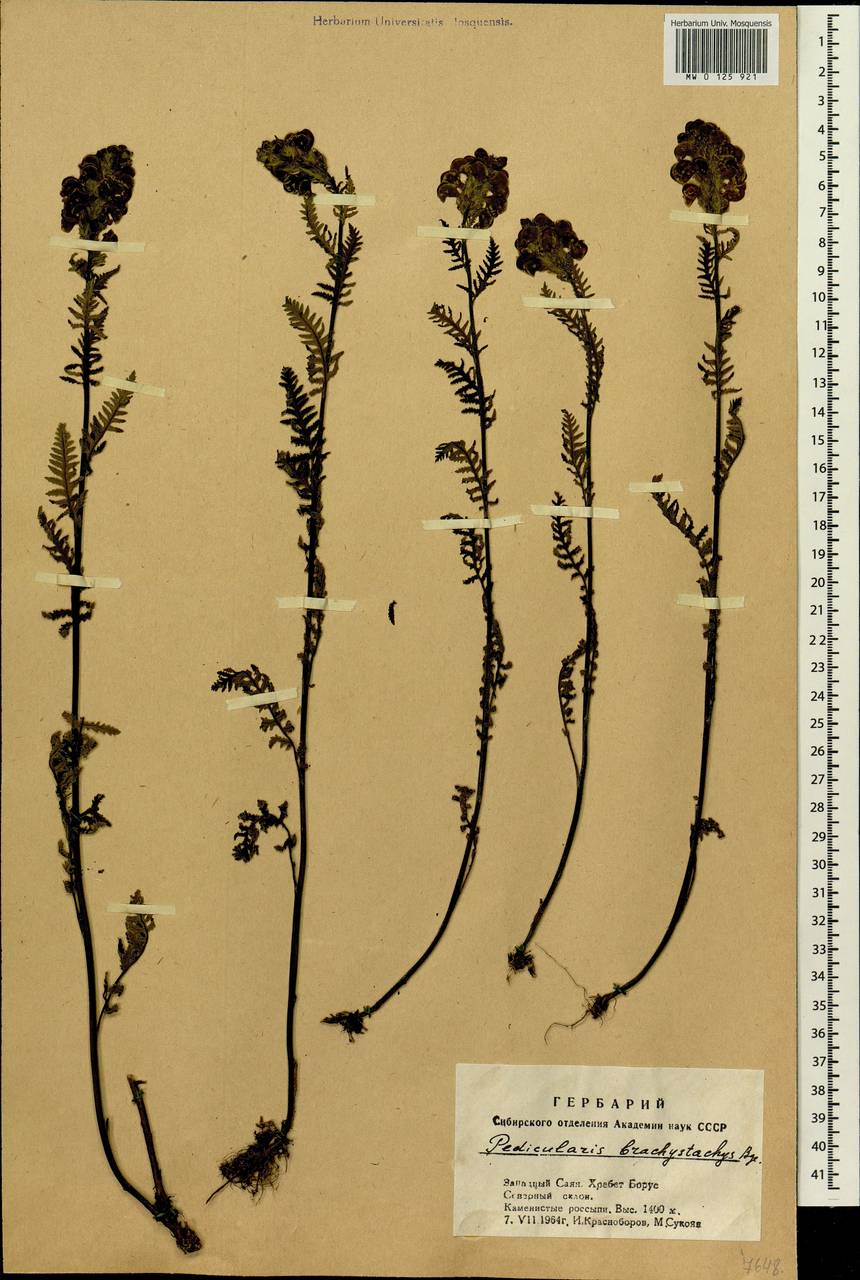 Pedicularis brachystachys Bunge, Siberia, Altai & Sayany Mountains (S2) (Russia)