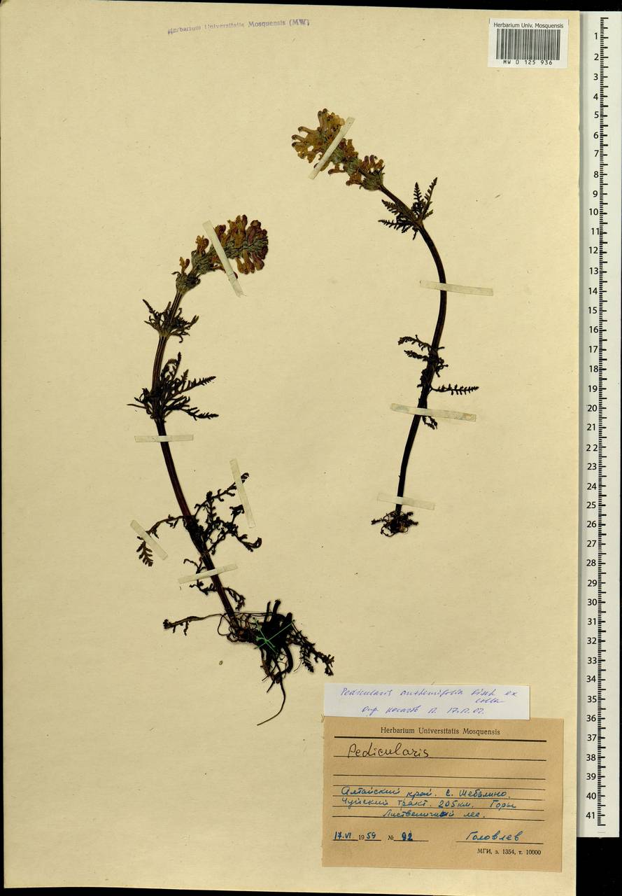 Pedicularis anthemifolia, Siberia, Altai & Sayany Mountains (S2) (Russia)