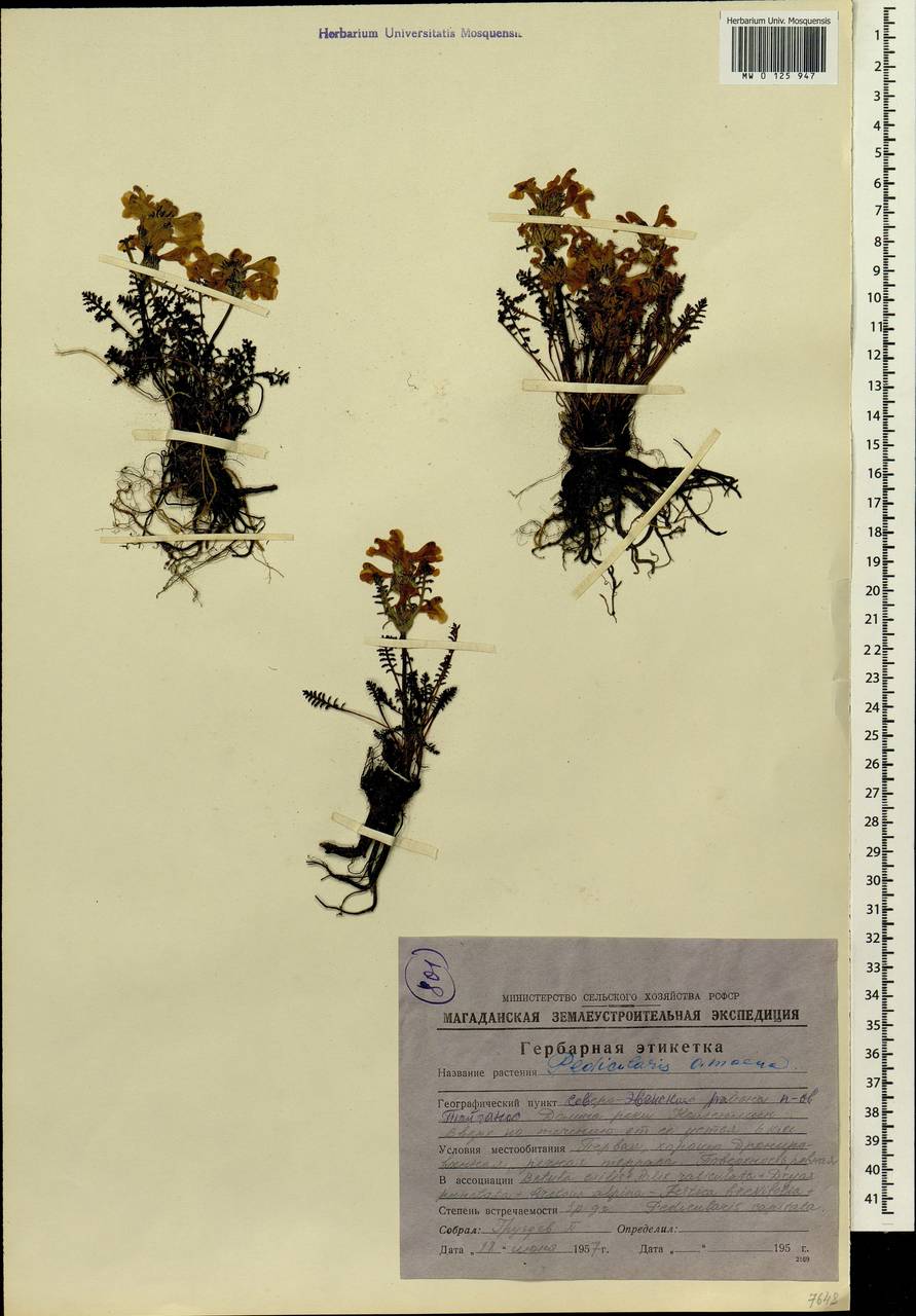 Pedicularis amoena Adams ex Steven, Siberia, Chukotka & Kamchatka (S7) (Russia)