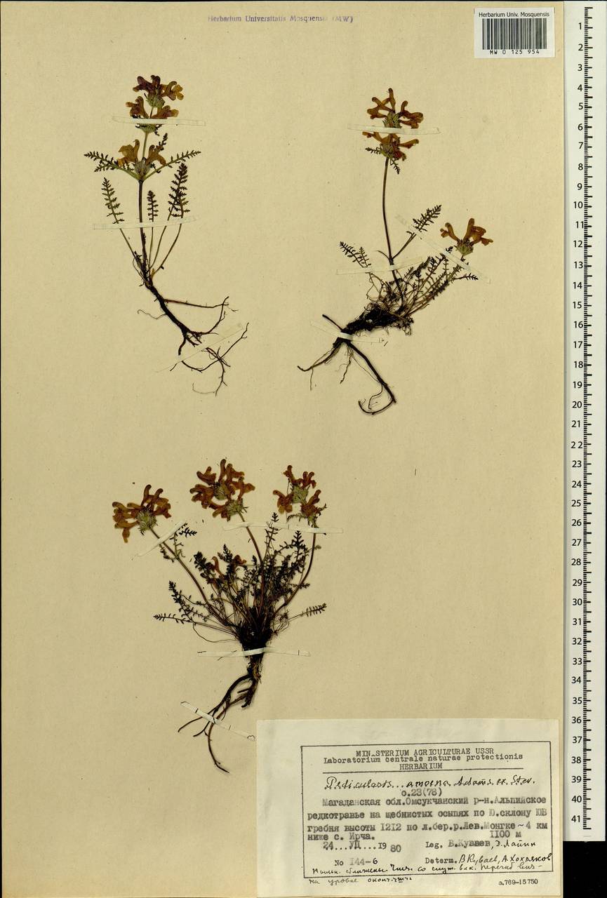 Pedicularis amoena Adams ex Steven, Siberia, Chukotka & Kamchatka (S7) (Russia)
