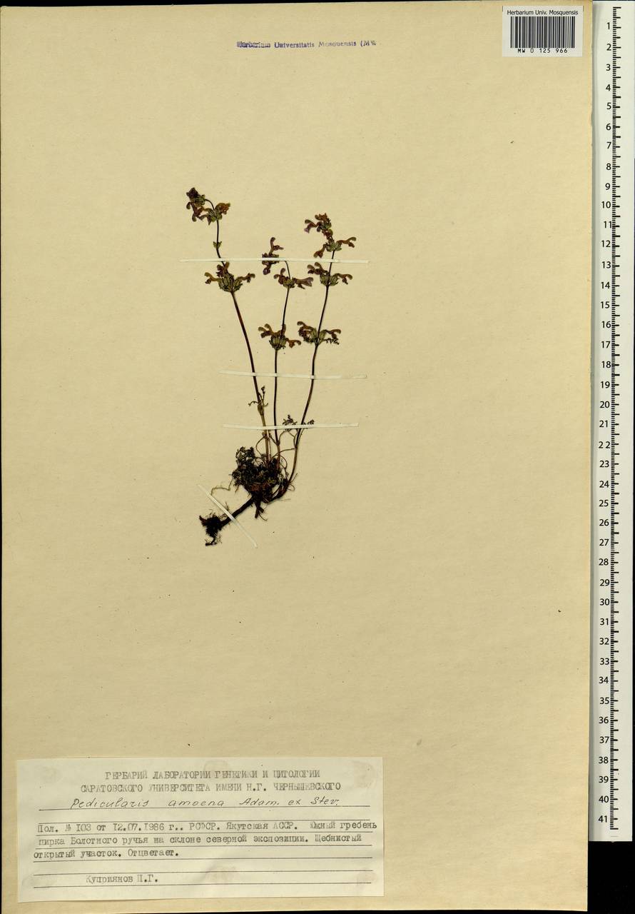 Pedicularis amoena Adams ex Steven, Siberia, Yakutia (S5) (Russia)